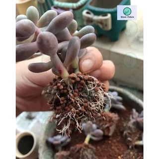 Thumbnail: 1KG MULTI FOR SUCCULENTS SUCCULENT SOIL 多元土