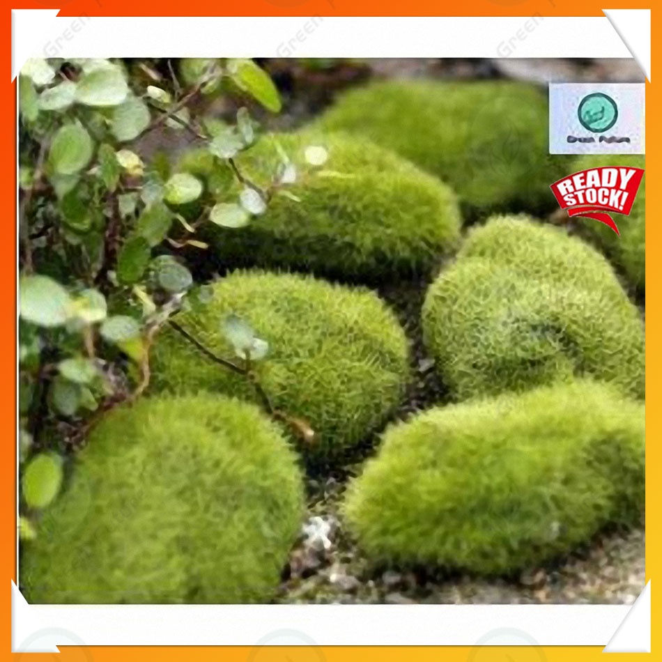 Miniature Garden Succulent Terrarium Bonsai Cake Topper Plant 仿真苔藓 fake moss