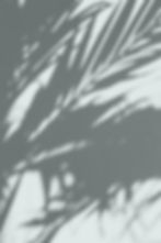 Leaves Shadows_edited.jpg
