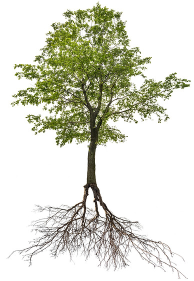linden tree and root