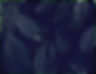 leaf background.jpg