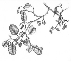 Alder 2.jpg