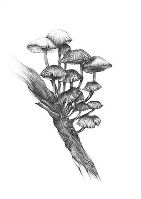 Fungi 2.jpg