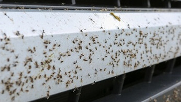 insecten op bumper