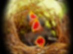 bird babies wide.jpg