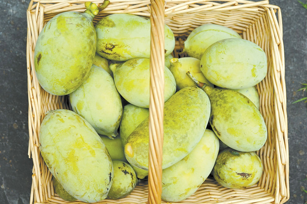 What’s in Season: North American pawpaws