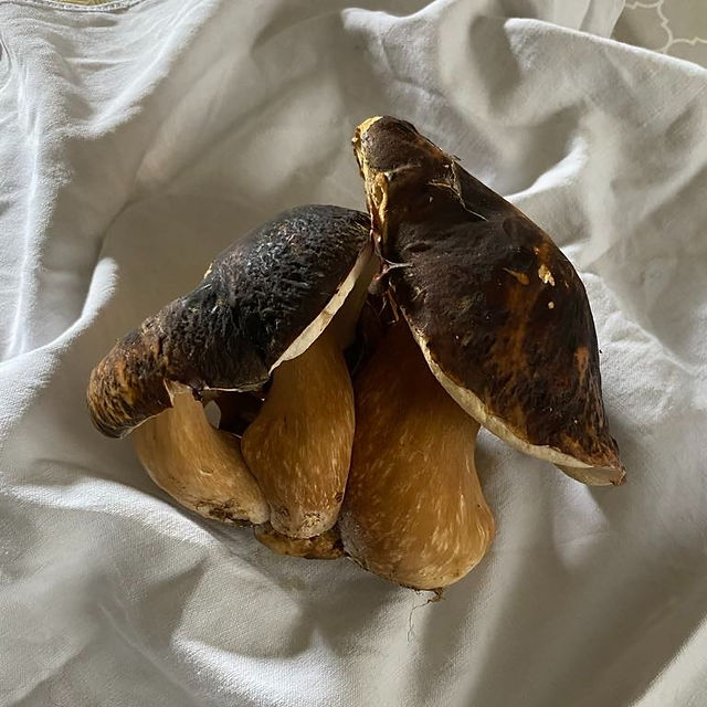 Champignons cèpes fraîchement cueillis sur les collines verdoyantes de Garoulia, Lot-et-Garonne. La variété et la richesse du terroir se reflètent dans les cèpes robustes et bruns avec leur texture veloutée et leurs capuchons caractéristiques, prêts à être transformés en une poudre aromatique.