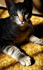 Cat, Gato, pet sitting, Salir do Porto.