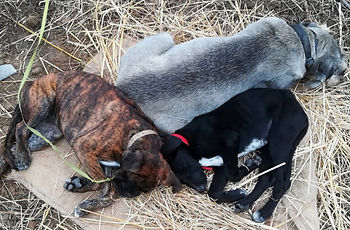 Pet sitting, Puppies and Chippy. Boxer, Schnauzer
