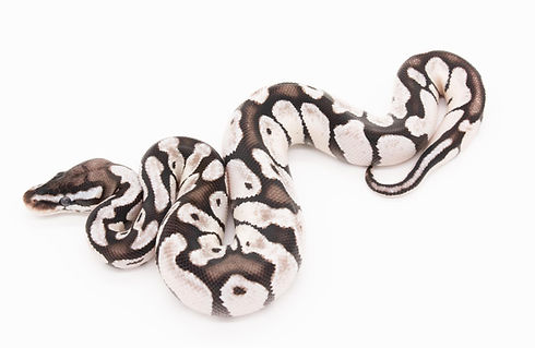 Super Pastel Enchi VPI 2.jpg