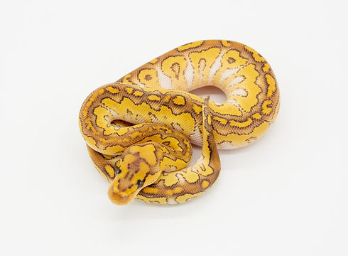 Lesser Clown.jpg