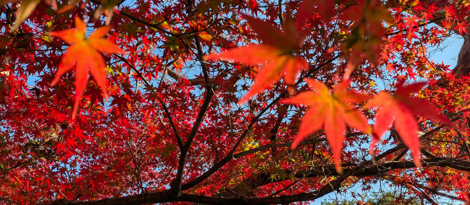            晩秋の京都で「出たとこ勝負」やっちゃった！