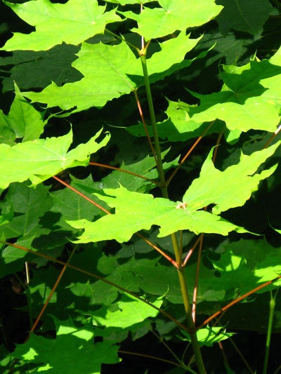 FJORDERHOLMARNA LEAVES