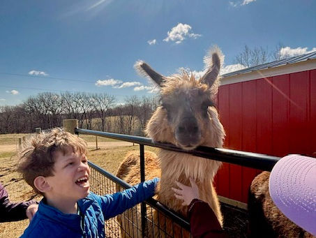 Malcolm petting an Alpaca