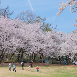 Children's park_Cherry Blossom