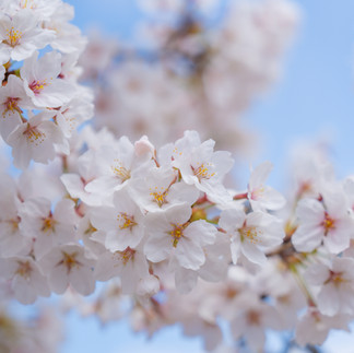 Springtime beauty Cherry blossom