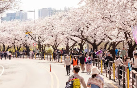 Yeouido Spring Flower Festival