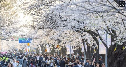 Yeouido Spring Flower Festival