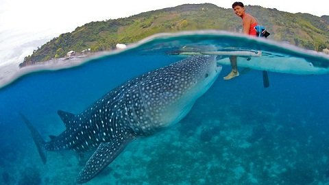 Thumbnail: DONSOL WHALESHARK + MATNOG SORSOGON
