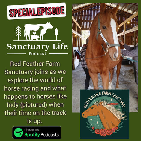 Episode 3 - Red Feather Farm Sanctuary