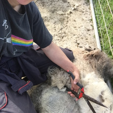 Clipping fleeces!