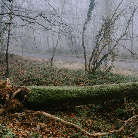 Down Tree
