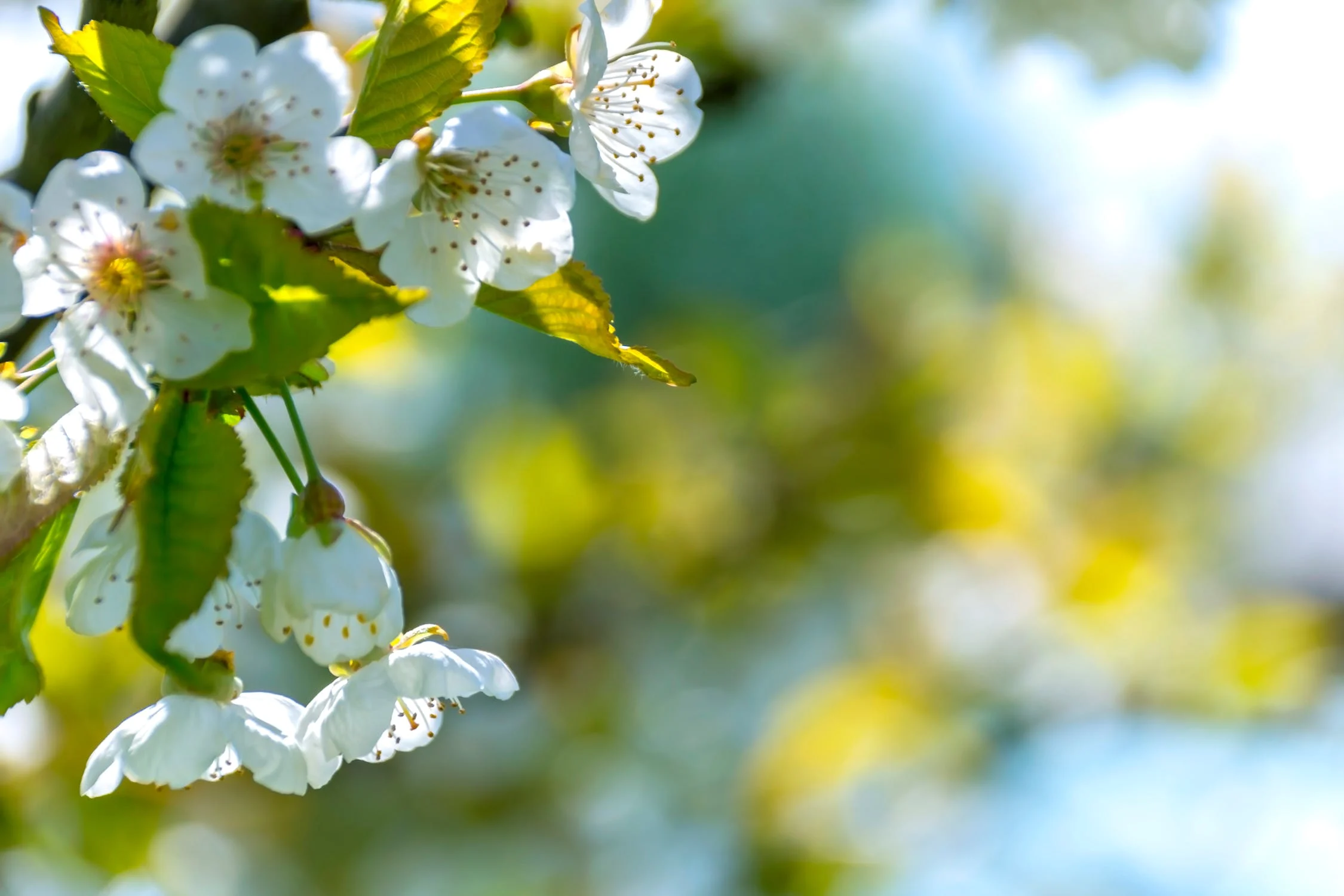 Kirschblüten.webp