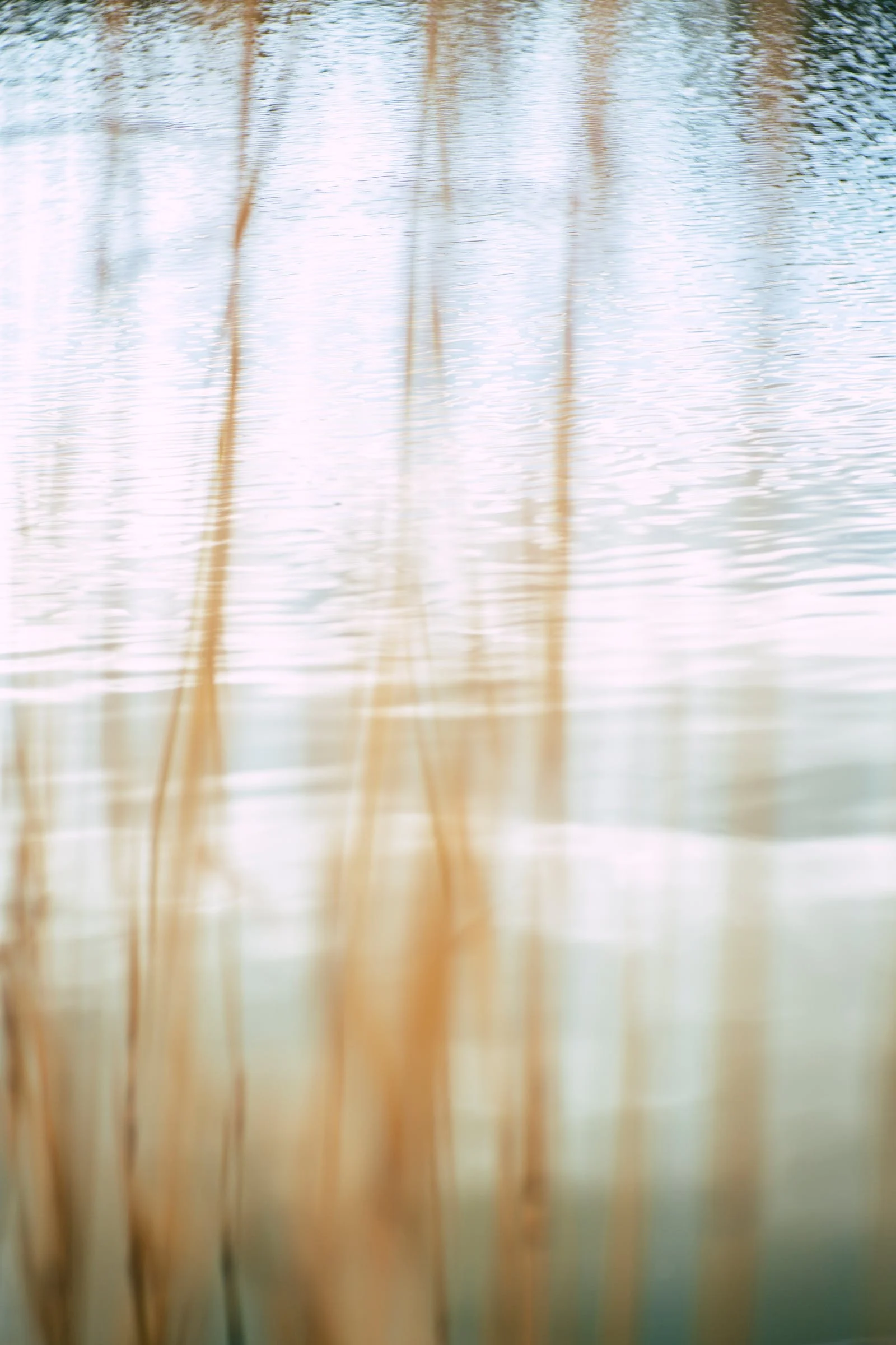 Teich Schilf verschwommen.webp