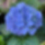 ortensia blu.jpg