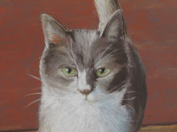 chat des petits vieux