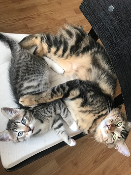 An image of 2 cats laying on a chair together with their bellies out, looking up at the camera.