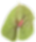 Pistache