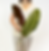 Calathea Zebrina