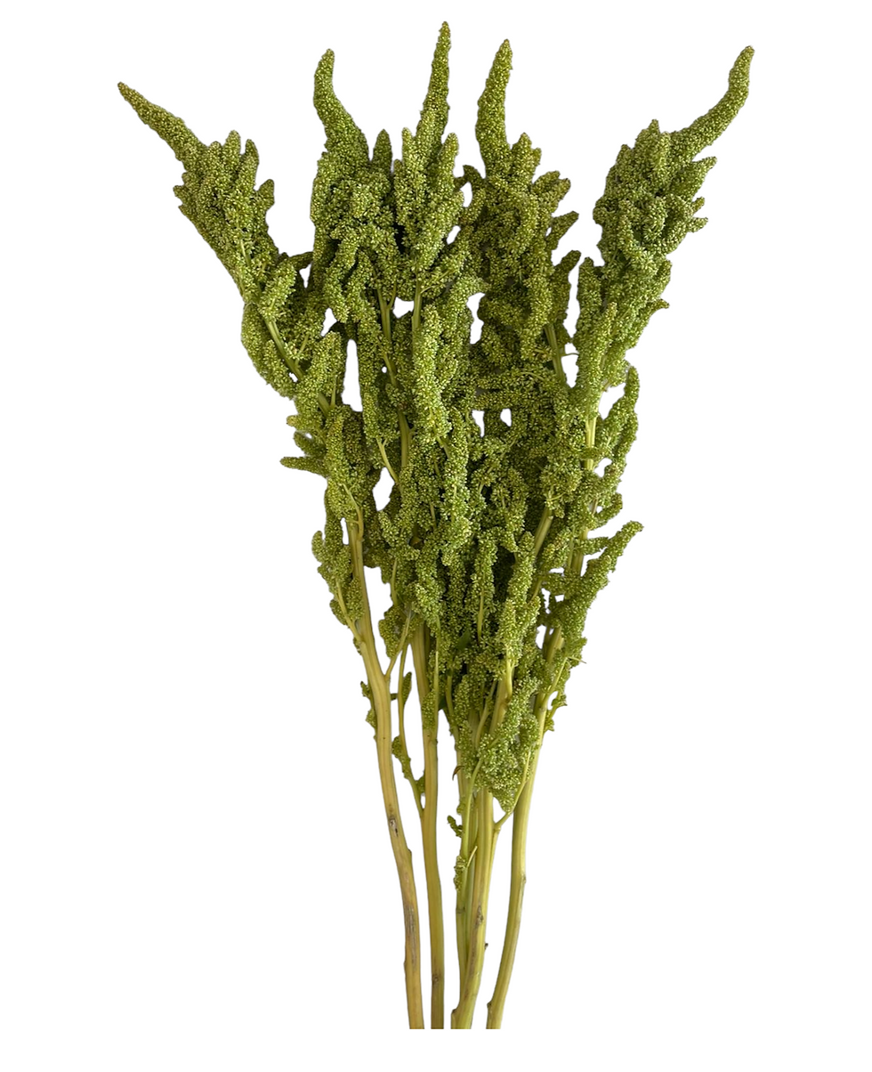Amaranthus Upright Green