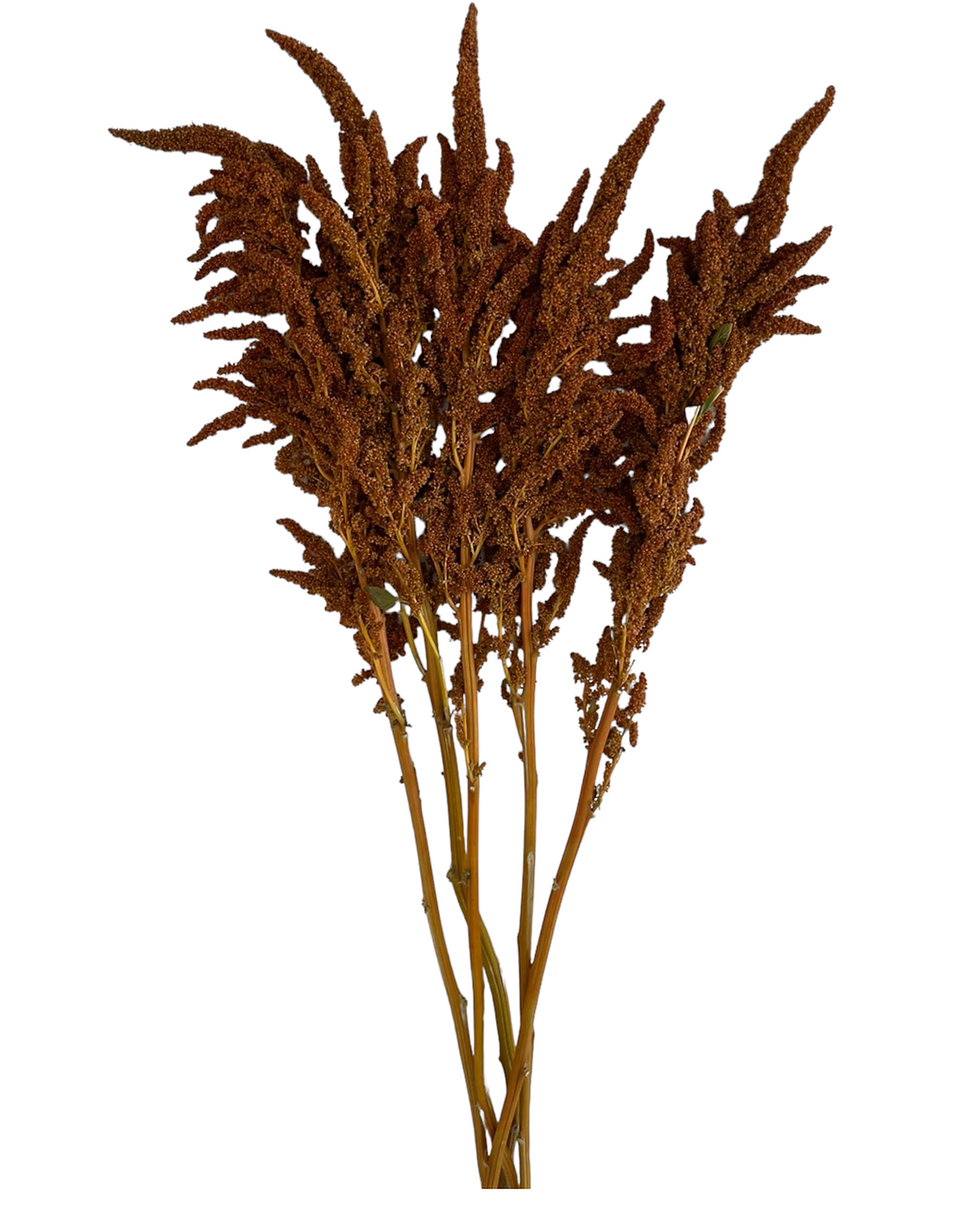 Amaranthus Upright Orange