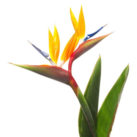 Bird Of Paradise