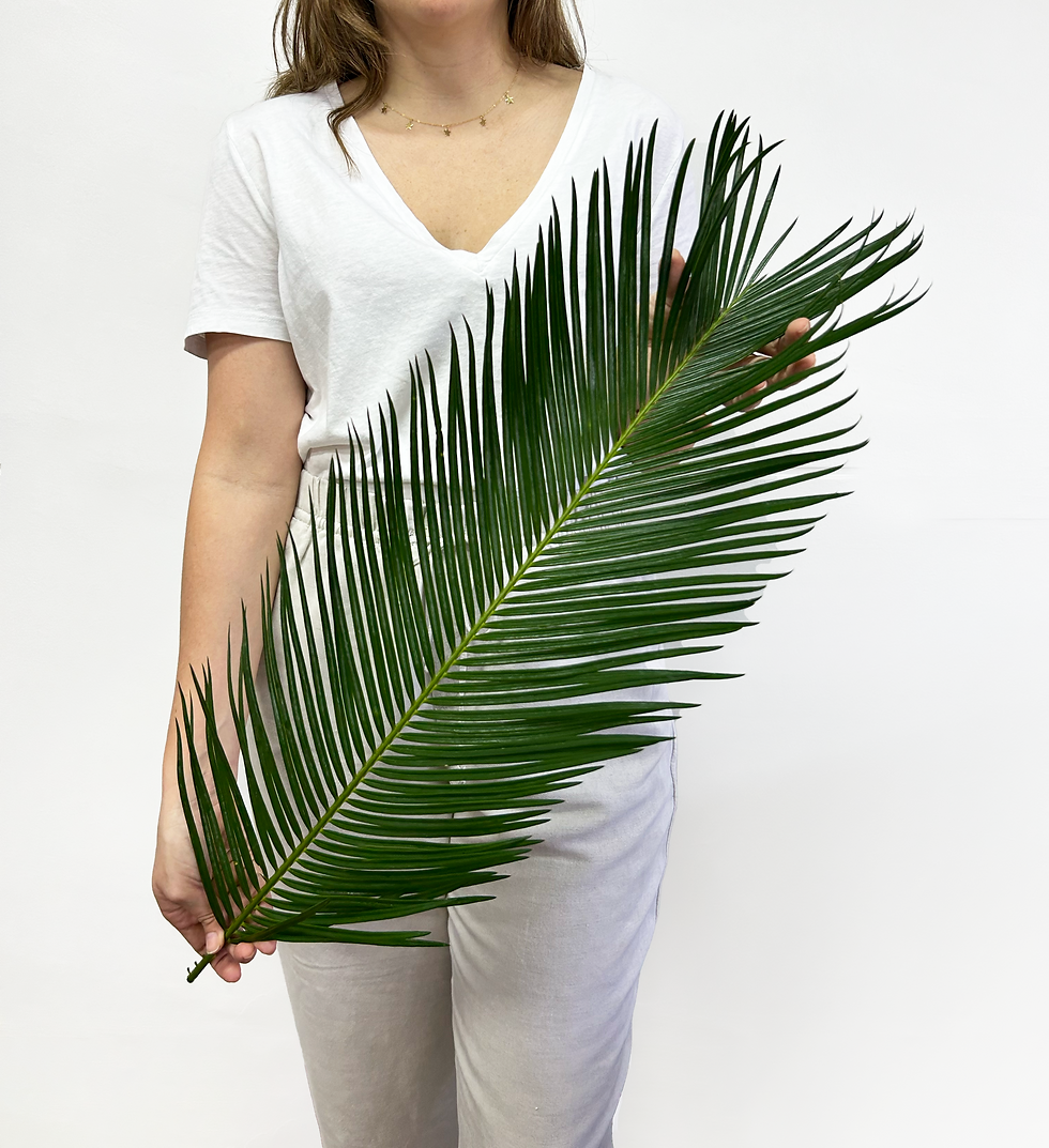 Cyca Palm