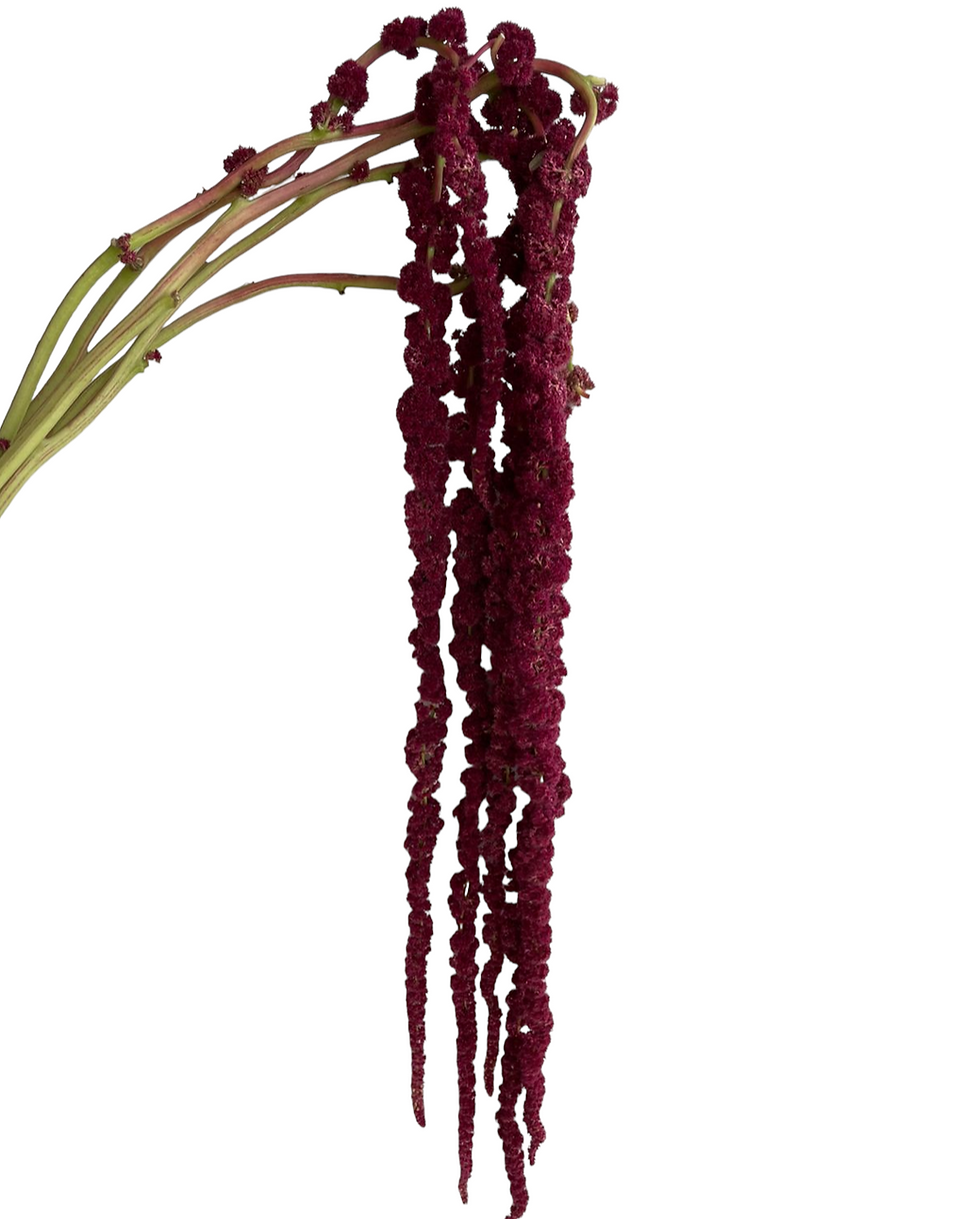 Amaranthus Hanging Red
