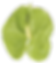 Midori