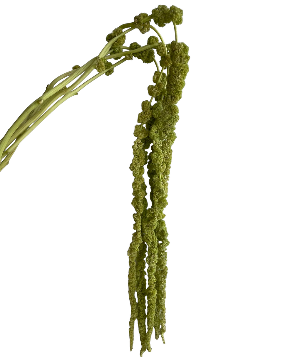 Amaranthus Hanging Green