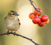 vincent-van-zalinge-_d0zgyMmYT8-unsplash