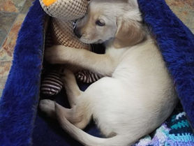 Guide Doggy Blog 2