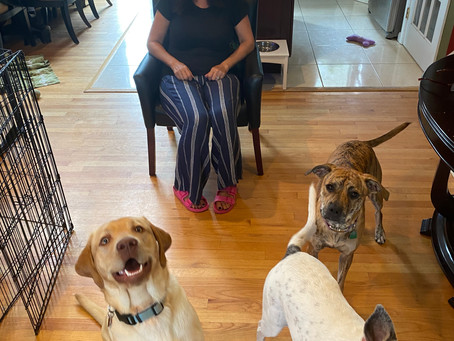 Now You Can Check in on your Furry Friends!