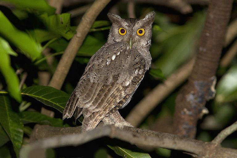 Pacific Screech Owl
