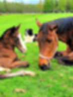 Cruising Encore Colt