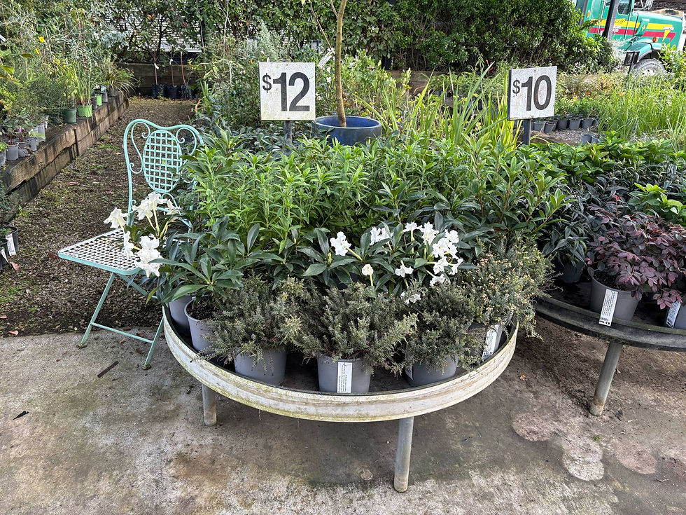 $12.00 Plants