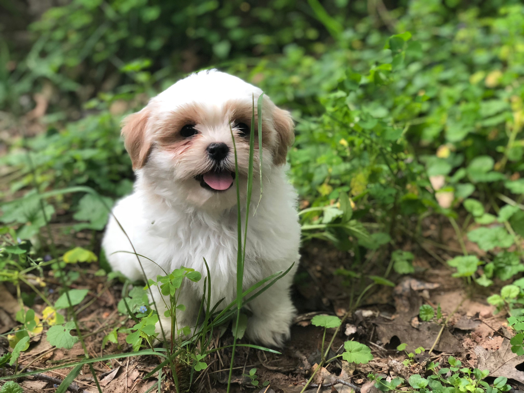 Northwoods Puppies 2025