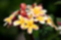 hawaiian-gardens-056.jpg