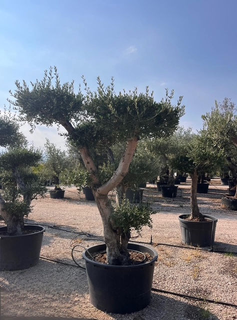 La Familia di Giuseppe (Pon Pon) ab 200cm und einem Stammumfang ab 80cm.