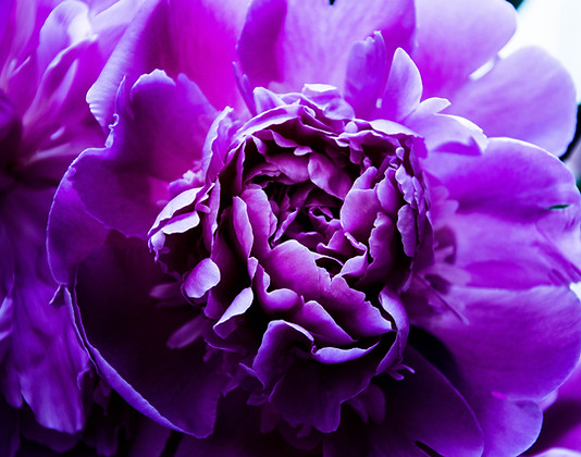 FLOWER.jpg